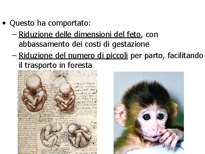  • Questo ha comportato: – Riduzione delle dimensioni del feto, con abbassamento dei