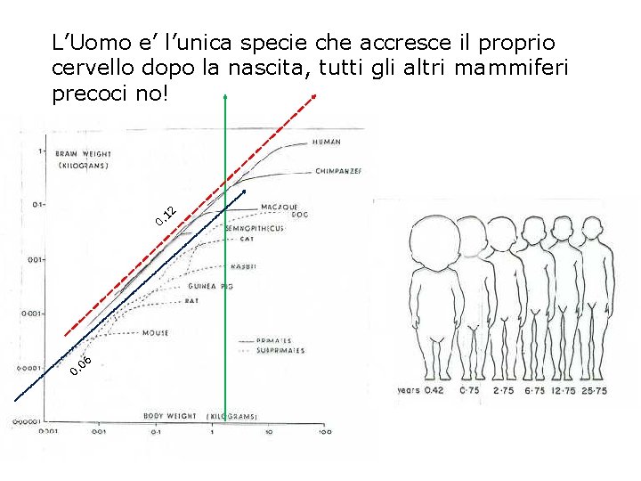 0. 12 L’Uomo e’ l’unica specie che accresce il proprio cervello dopo la nascita,