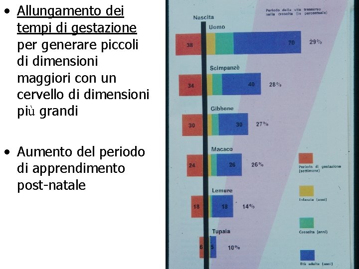  • Allungamento dei tempi di gestazione per generare piccoli di dimensioni maggiori con