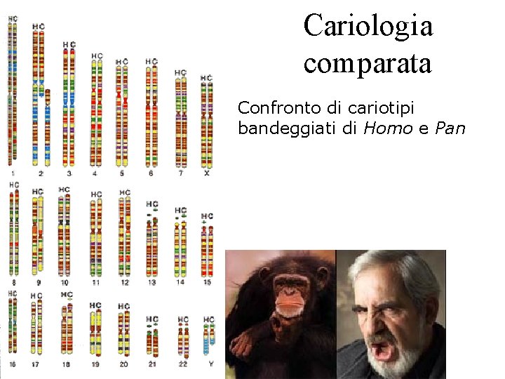 Cariologia comparata Confronto di cariotipi bandeggiati di Homo e Pan 