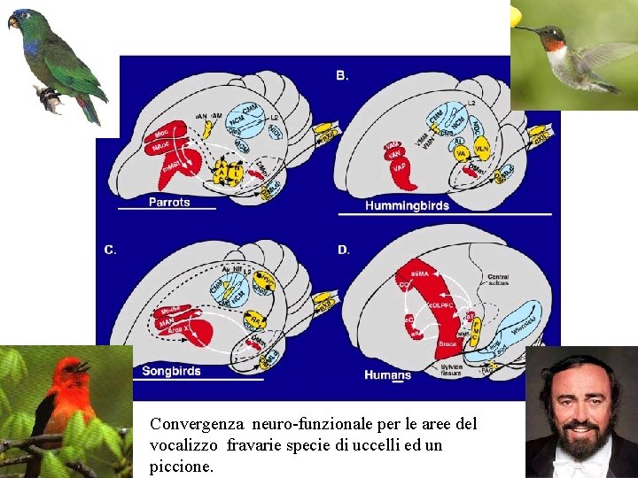 Convergenza neuro-funzionale per le aree del vocalizzo fravarie specie di uccelli ed un piccione.