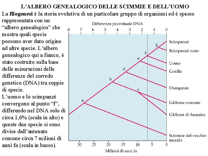 L’ALBERO GENEALOGICO DELLE SCIMMIE E DELL’UOMO La filogenesi è la storia evolutiva di un