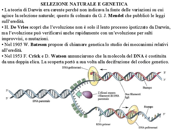 SELEZIONE NATURALE E GENETICA • La teoria di Darwin era carente perché non indicava