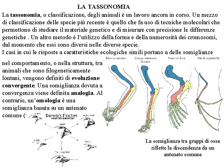 LA TASSONOMIA La tassonomia, o classificazione, degli animali è un lavoro ancora in corso.