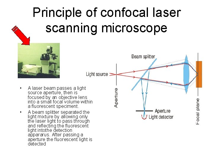 Principle of confocal laser scanning microscope • • A laser beam passes a light