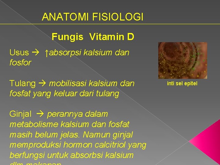 ANATOMI FISIOLOGI Fungis Vitamin D Usus ↑absorpsi kalsium dan fosfor Tulang mobilisasi kalsium dan