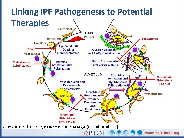 Linking IPF Pathogenesis to Potential Therapies Ahluwalia N, et al. Am J Respir Crit