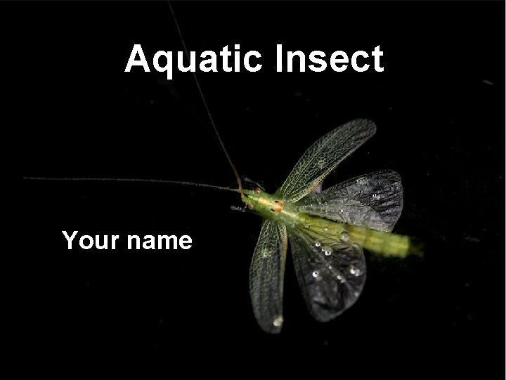 Aquatic Insect Your name 