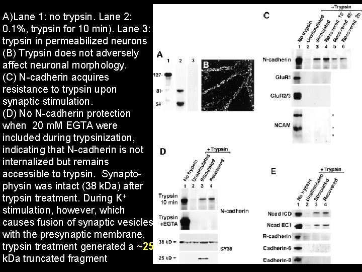 A)Lane 1: no trypsin. Lane 2: 0. 1%, trypsin for 10 min). Lane 3: A)Lane 1: no trypsin. Lane 2: 0. 1%, trypsin for 10 min). Lane 3: