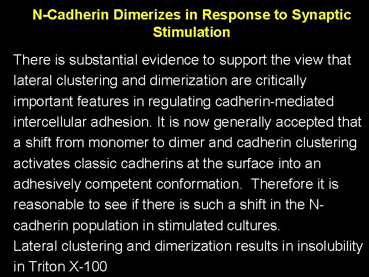 N-Cadherin Dimerizes in Response to Synaptic Stimulation There is substantial evidence to support the N-Cadherin Dimerizes in Response to Synaptic Stimulation There is substantial evidence to support the