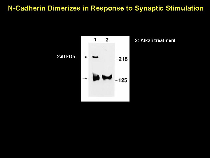 N-Cadherin Dimerizes in Response to Synaptic Stimulation 2: Alkali treatment 230 k. Da N-Cadherin Dimerizes in Response to Synaptic Stimulation 2: Alkali treatment 230 k. Da