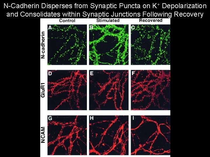N-Cadherin Disperses from Synaptic Puncta on K+ Depolarization and Consolidates within Synaptic Junctions Following N-Cadherin Disperses from Synaptic Puncta on K+ Depolarization and Consolidates within Synaptic Junctions Following