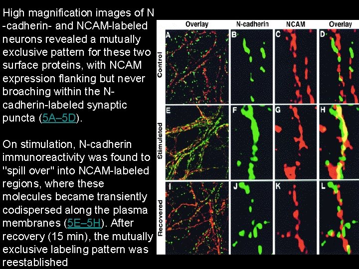 High magnification images of N -cadherin- and NCAM-labeled neurons revealed a mutually exclusive pattern High magnification images of N -cadherin- and NCAM-labeled neurons revealed a mutually exclusive pattern