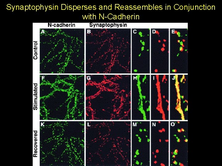 Synaptophysin Disperses and Reassembles in Conjunction with N-Cadherin Synaptophysin Disperses and Reassembles in Conjunction with N-Cadherin