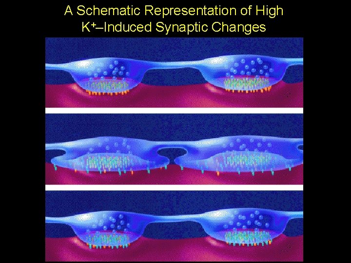 A Schematic Representation of High K+–Induced Synaptic Changes A Schematic Representation of High K+–Induced Synaptic Changes