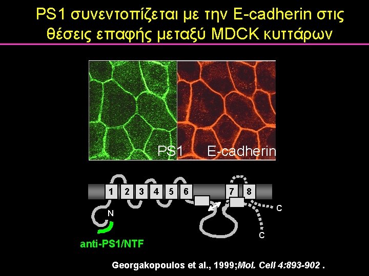 PS 1 συνεντοπίζεται με την E-cadherin στις θέσεις επαφής μεταξύ MDCK κυττάρων PS 1 PS 1 συνεντοπίζεται με την E-cadherin στις θέσεις επαφής μεταξύ MDCK κυττάρων PS 1