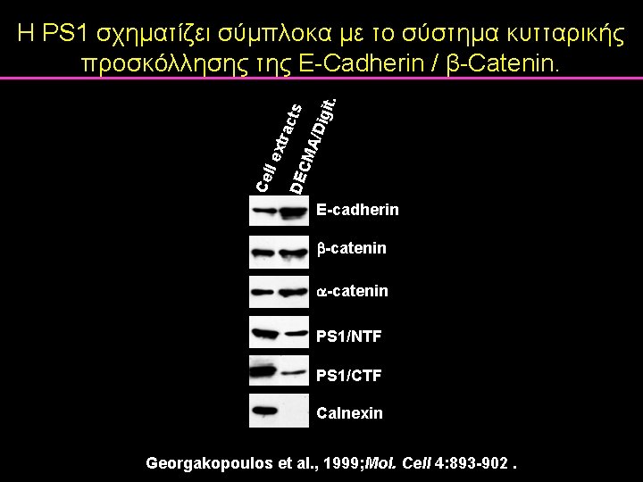 Cel l ex trac ts DEC MA /Dig it. Η PS 1 σχηματίζει σύμπλοκα Cel l ex trac ts DEC MA /Dig it. Η PS 1 σχηματίζει σύμπλοκα