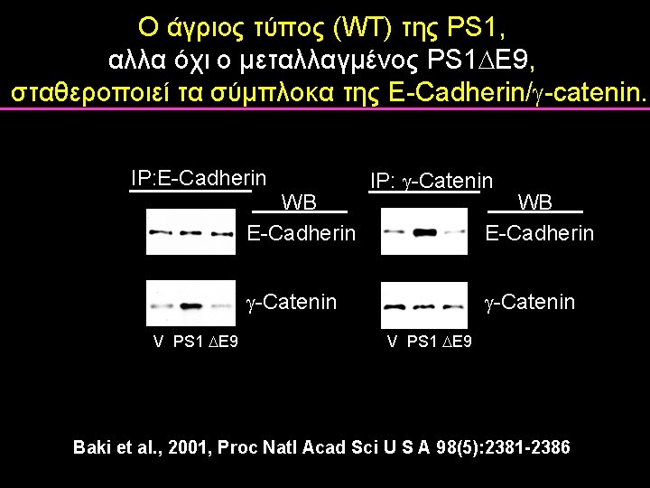 Ο άγριος τύπος (WT) της PS 1, αλλα όχι ο μεταλλαγμένος PS 1 E Ο άγριος τύπος (WT) της PS 1, αλλα όχι ο μεταλλαγμένος PS 1 E