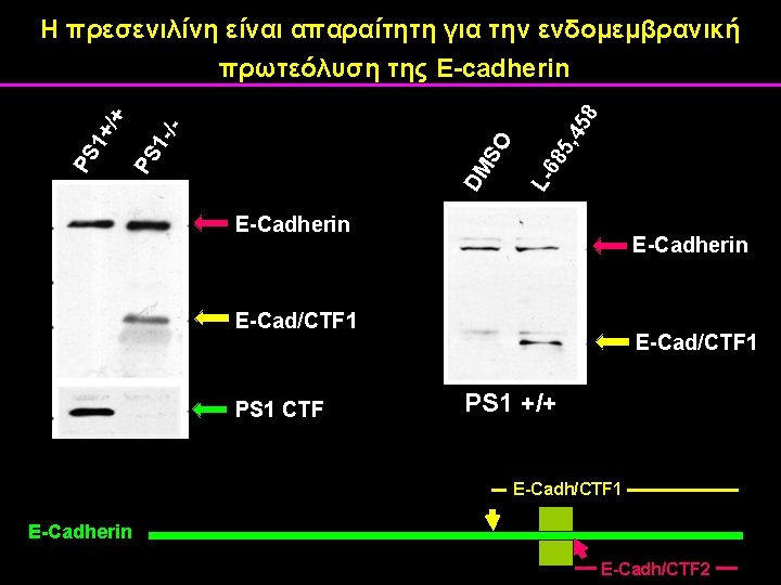5, 4 58 68 DM S L- O -/PS 1+ /+ Η πρεσενιλίνη είναι 5, 4 58 68 DM S L- O -/PS 1+ /+ Η πρεσενιλίνη είναι