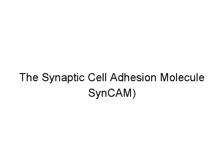 The Synaptic Cell Adhesion Molecule Syn. CAM) The Synaptic Cell Adhesion Molecule Syn. CAM)