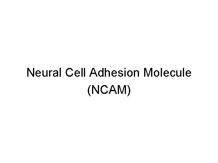 Neural Cell Adhesion Molecule (NCAM) Neural Cell Adhesion Molecule (NCAM)