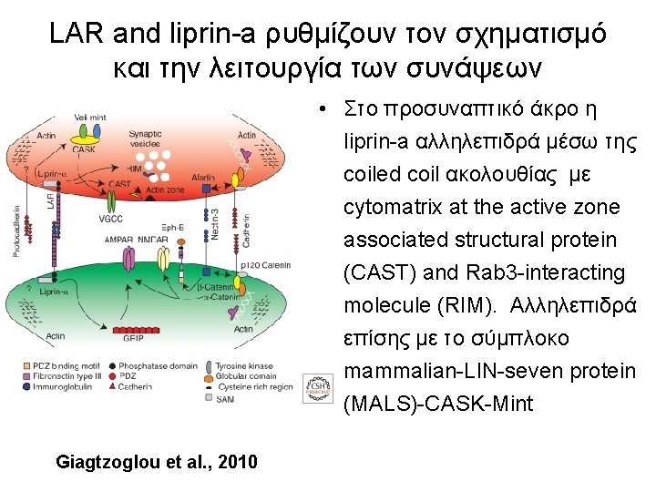 LAR and liprin-a ρυθμίζουν τον σχηματισμό και την λειτουργία των συνάψεων • Στο προσυναπτικό LAR and liprin-a ρυθμίζουν τον σχηματισμό και την λειτουργία των συνάψεων • Στο προσυναπτικό