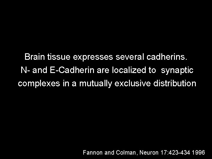 Brain tissue expresses several cadherins. N- and E-Cadherin are localized to synaptic complexes in Brain tissue expresses several cadherins. N- and E-Cadherin are localized to synaptic complexes in