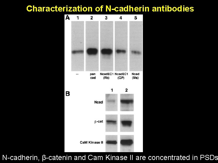 Characterization of N-cadherin antibodies N-cadherin, β-catenin and Cam Kinase II are concentrated in PSDs Characterization of N-cadherin antibodies N-cadherin, β-catenin and Cam Kinase II are concentrated in PSDs