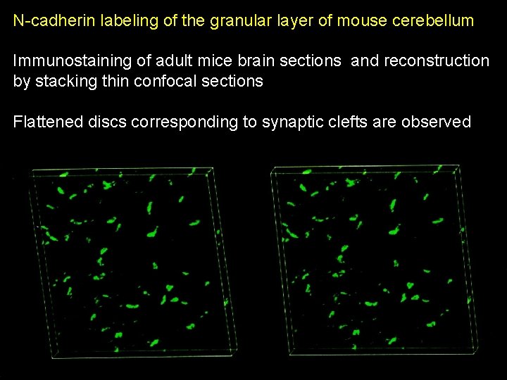 N-cadherin labeling of the granular layer of mouse cerebellum Immunostaining of adult mice brain N-cadherin labeling of the granular layer of mouse cerebellum Immunostaining of adult mice brain