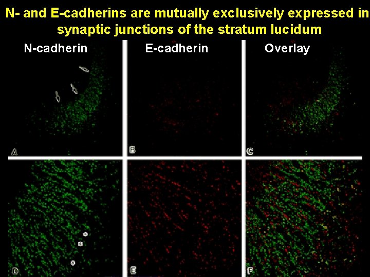 N- and E-cadherins are mutually exclusively expressed in synaptic junctions of the stratum lucidum N- and E-cadherins are mutually exclusively expressed in synaptic junctions of the stratum lucidum