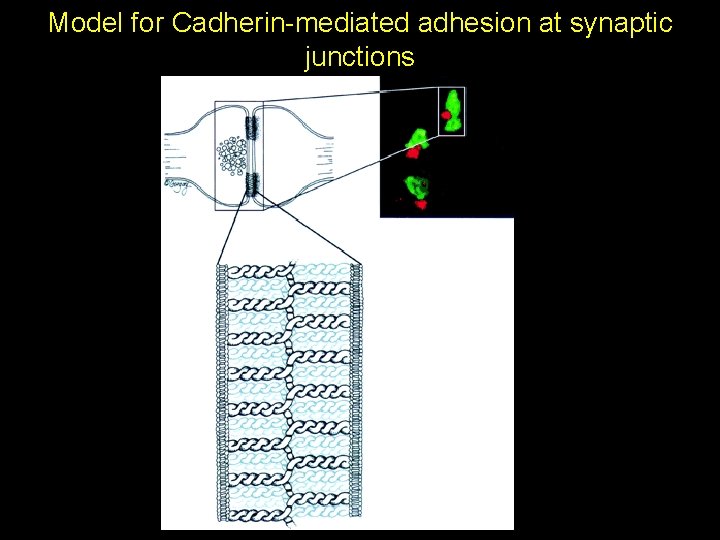 Model for Cadherin-mediated adhesion at synaptic junctions Model for Cadherin-mediated adhesion at synaptic junctions