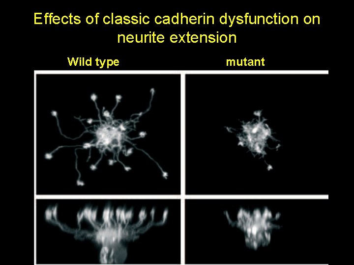 Effects of classic cadherin dysfunction on neurite extension Wild type mutant Effects of classic cadherin dysfunction on neurite extension Wild type mutant