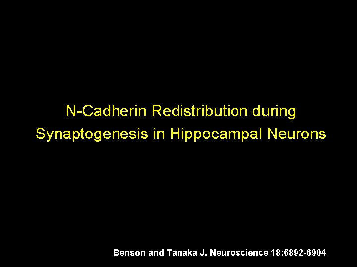 N-Cadherin Redistribution during Synaptogenesis in Hippocampal Neurons Benson and Tanaka J. Neuroscience 18: 6892 N-Cadherin Redistribution during Synaptogenesis in Hippocampal Neurons Benson and Tanaka J. Neuroscience 18: 6892