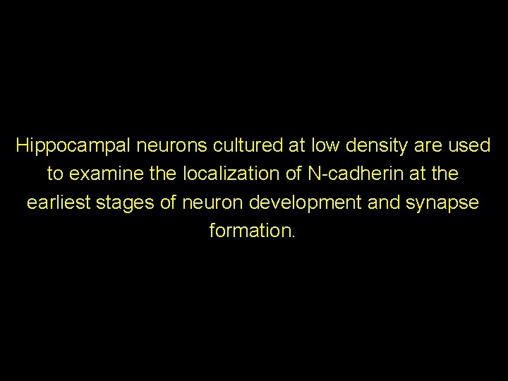 Hippocampal neurons cultured at low density are used to examine the localization of N-cadherin Hippocampal neurons cultured at low density are used to examine the localization of N-cadherin