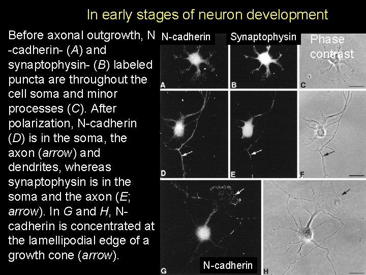 In early stages of neuron development Before axonal outgrowth, N N-cadherin- (A) and synaptophysin- In early stages of neuron development Before axonal outgrowth, N N-cadherin- (A) and synaptophysin-