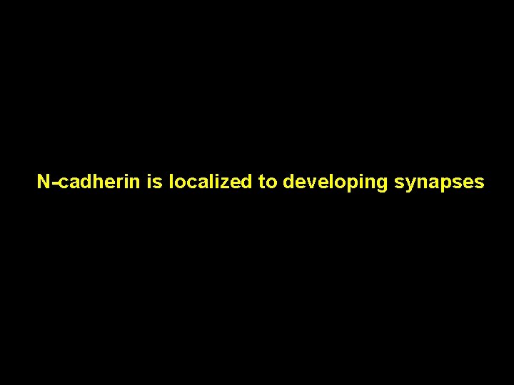 N-cadherin is localized to developing synapses N-cadherin is localized to developing synapses