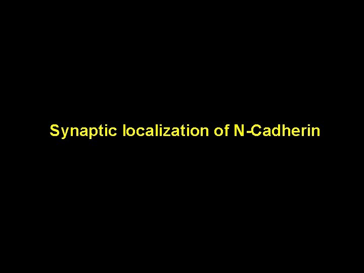 Synaptic localization of N-Cadherin Synaptic localization of N-Cadherin