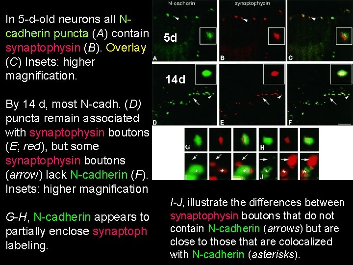 In 5 -d-old neurons all Ncadherin puncta (A) contain 5 d synaptophysin (B). Overlay In 5 -d-old neurons all Ncadherin puncta (A) contain 5 d synaptophysin (B). Overlay