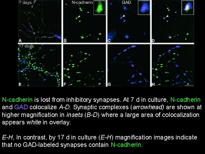 N-cadherin is lost from inhibitory synapses. At 7 d in culture, N-cadherin and GAD N-cadherin is lost from inhibitory synapses. At 7 d in culture, N-cadherin and GAD