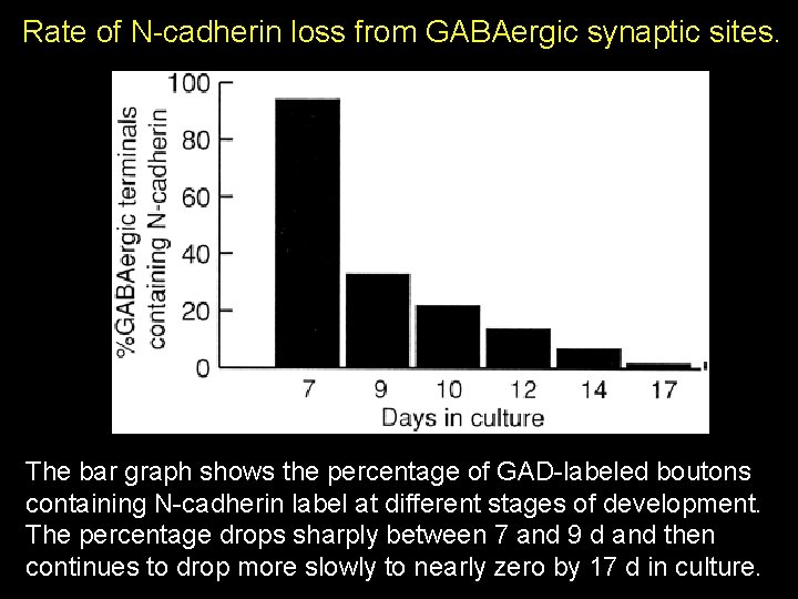 Rate of N-cadherin loss from GABAergic synaptic sites. The bar graph shows the percentage Rate of N-cadherin loss from GABAergic synaptic sites. The bar graph shows the percentage