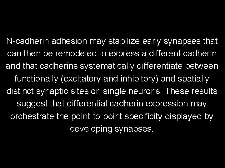N-cadherin adhesion may stabilize early synapses that can then be remodeled to express a N-cadherin adhesion may stabilize early synapses that can then be remodeled to express a