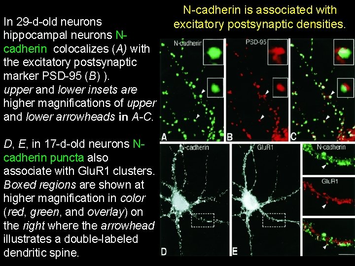 In 29 -d-old neurons hippocampal neurons Ncadherin colocalizes (A) with the excitatory postsynaptic marker In 29 -d-old neurons hippocampal neurons Ncadherin colocalizes (A) with the excitatory postsynaptic marker