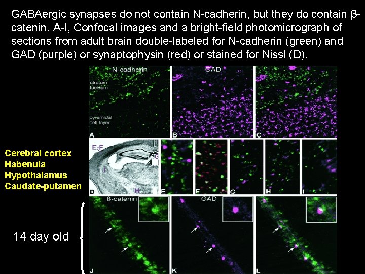 GABAergic synapses do not contain N-cadherin, but they do contain βcatenin. A-I, Confocal images GABAergic synapses do not contain N-cadherin, but they do contain βcatenin. A-I, Confocal images