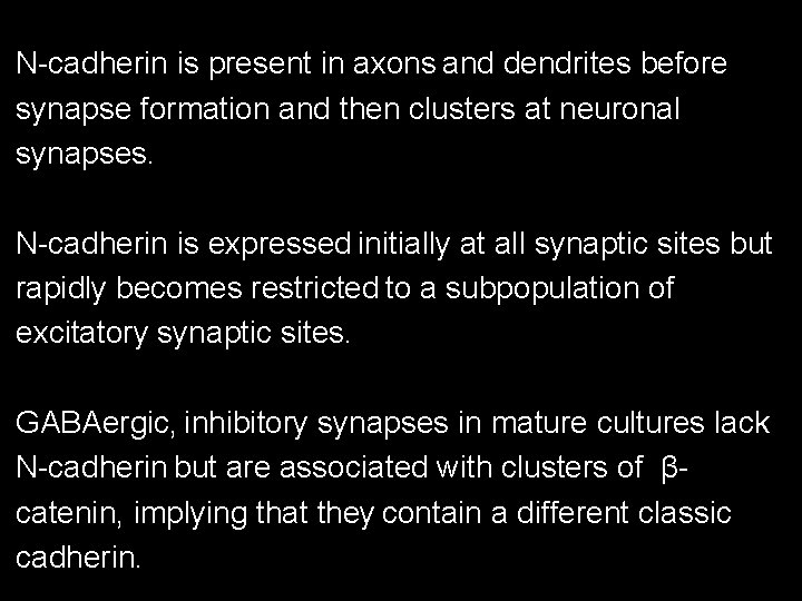 N-cadherin is present in axons and dendrites before synapse formation and then clusters at N-cadherin is present in axons and dendrites before synapse formation and then clusters at
