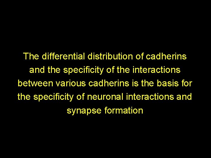 The differential distribution of cadherins and the specificity of the interactions between various cadherins The differential distribution of cadherins and the specificity of the interactions between various cadherins