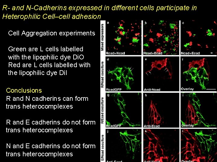 R- and N-Cadherins expressed in different cells participate in Heterophilic Cell–cell adhesion Cell Aggregation R- and N-Cadherins expressed in different cells participate in Heterophilic Cell–cell adhesion Cell Aggregation