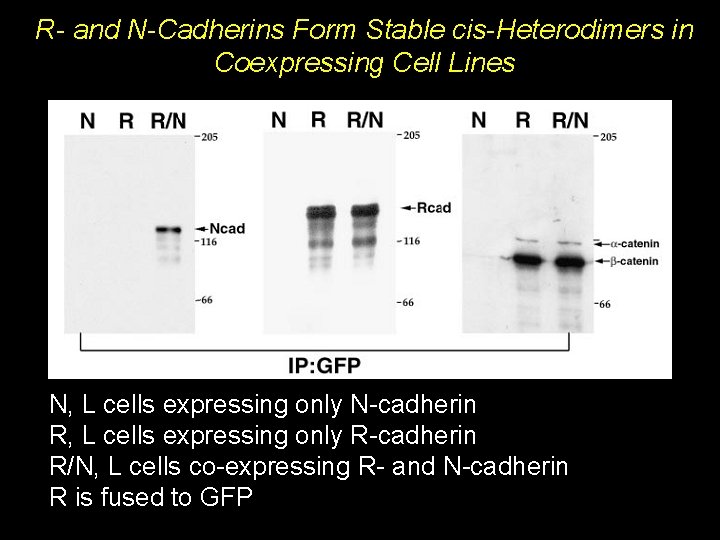 R- and N-Cadherins Form Stable cis-Heterodimers in Coexpressing Cell Lines N, L cells expressing R- and N-Cadherins Form Stable cis-Heterodimers in Coexpressing Cell Lines N, L cells expressing