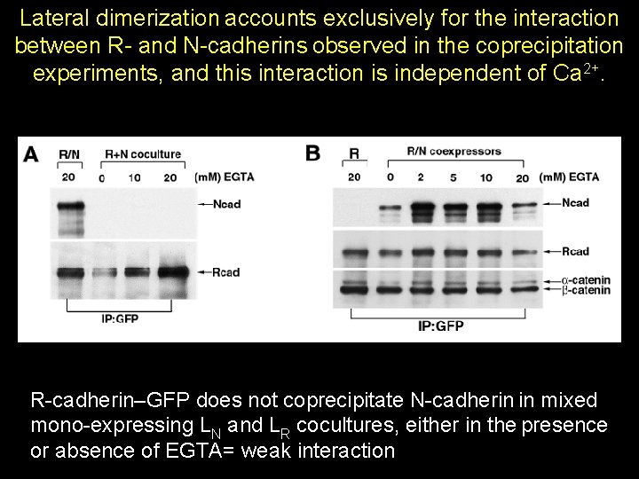 Lateral dimerization accounts exclusively for the interaction between R- and N-cadherins observed in the Lateral dimerization accounts exclusively for the interaction between R- and N-cadherins observed in the