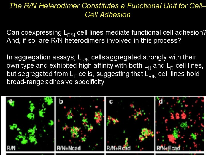 The R/N Heterodimer Constitutes a Functional Unit for Cell– Cell Adhesion Can coexpressing LR/N The R/N Heterodimer Constitutes a Functional Unit for Cell– Cell Adhesion Can coexpressing LR/N