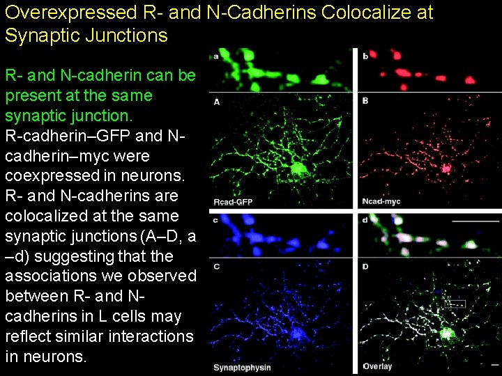 Overexpressed R- and N-Cadherins Colocalize at Synaptic Junctions R- and N-cadherin can be present Overexpressed R- and N-Cadherins Colocalize at Synaptic Junctions R- and N-cadherin can be present